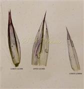  Sessile spikelet-Glumes and Lower Lemma